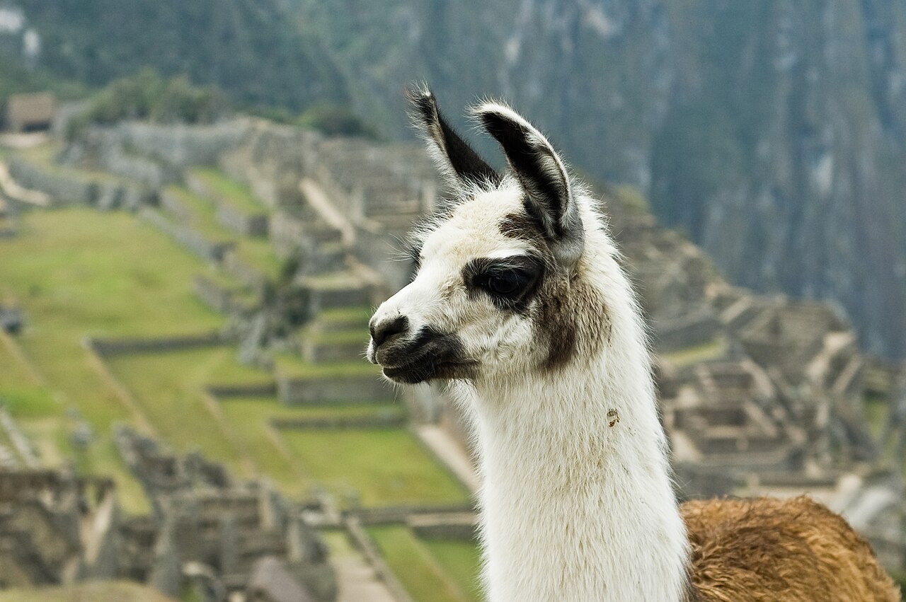 Machu Picchu'da, yeşil teraslar önünde duran beyaz-kahverengi bir lama