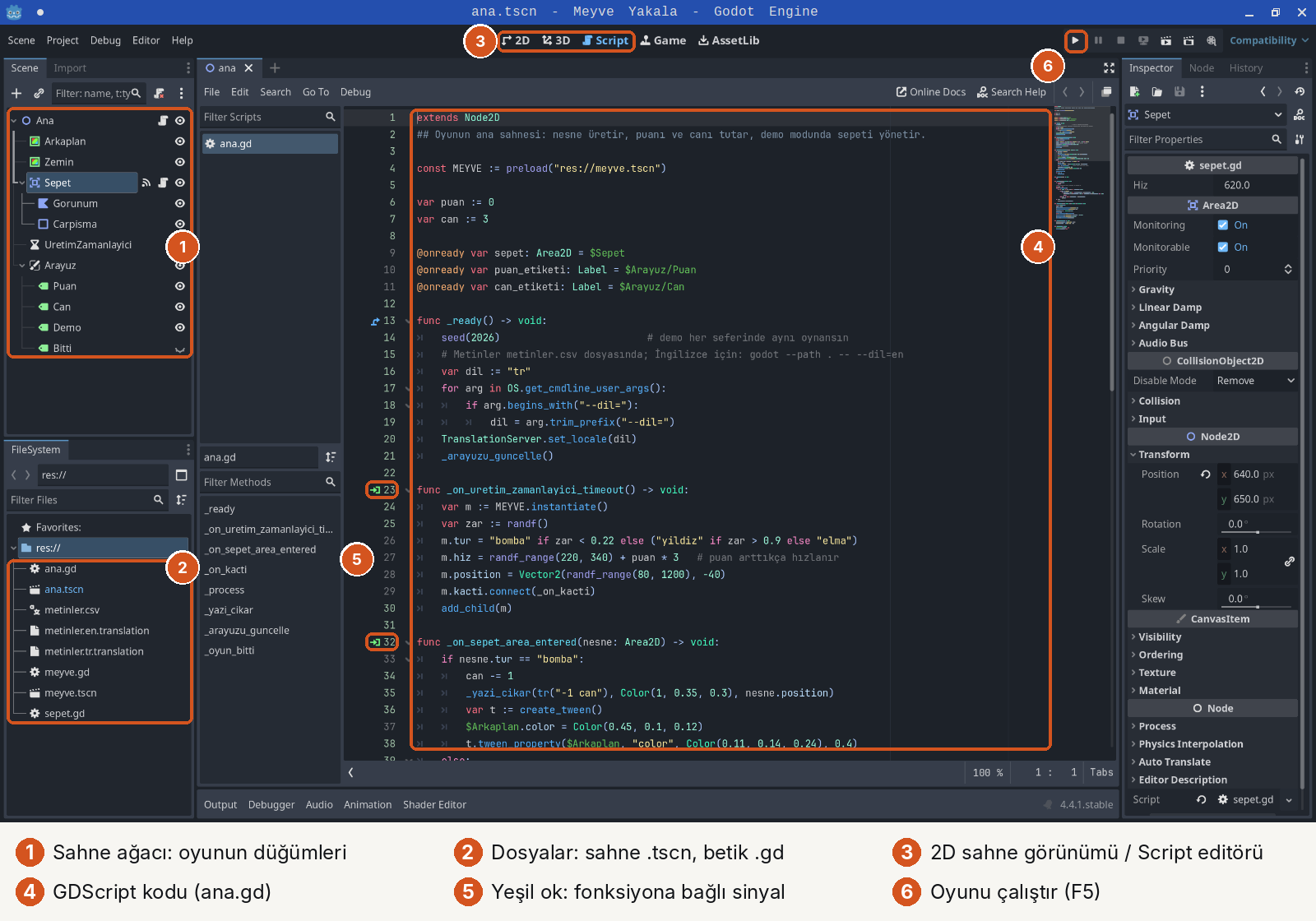 Godot Script çalışma alanında ana.gd, altı numaralı işaret. 1: sahne ağacı. 2: FileSystem'de .tscn sahneleri ve .gd betikleri. 3: üstte 2D, 3D, Script düğmeleri, Script seçili. 4: kod: extends Node2D, const MEYVE := preload(res://meyve.tscn), var puan := 0, var can := 3, @onready değişkenleri, func _ready içinde seed(2026) ve dil seçimi; func _on_uretim_zamanlayici_timeout içinde var zar := randf(), m.tur = bomba if zar < 0.22 else (yildiz if zar > 0.9 else elma), m.hiz = randf_range(220, 340) + puan * 3; func _on_sepet_area_entered içinde nesne bomba ise can -= 1 ve -1 can yazısı, arka plan rengi tween ile değişiyor. 5: 23. ve 32. satırların solunda yeşil sinyal okları. 6: sağ üstte oynat düğmesi.